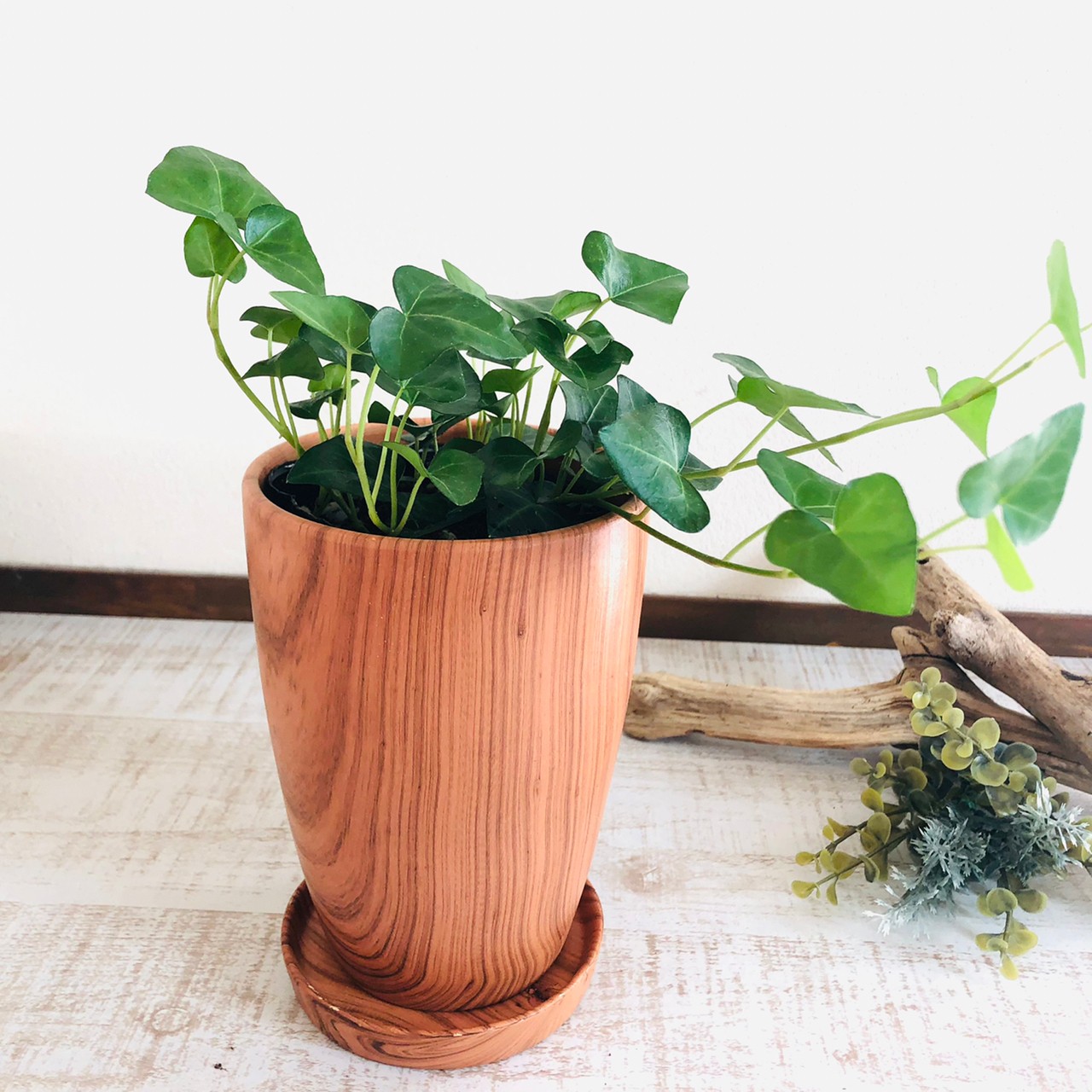 観葉植物 おしゃれ ユーカリ ポポラス 4号鉢 たまご陶器鉢