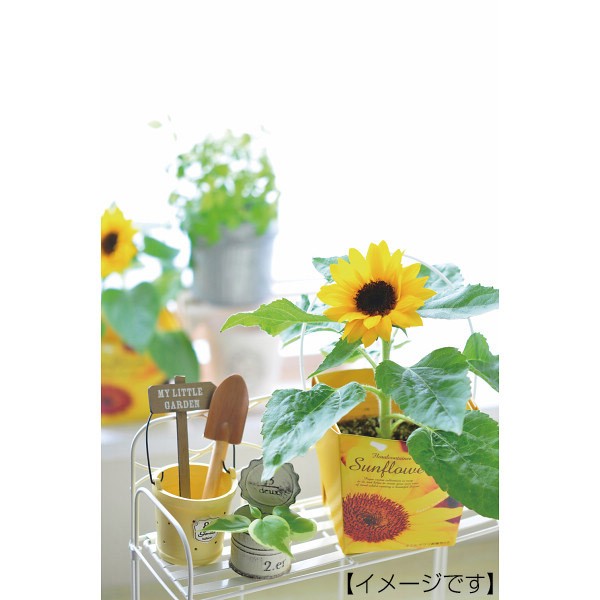 158円 新作 大人気 聖新陶芸 ミニヒマワリ栽培セット スマイルサンフラワー フローラルコンテナ 家庭菜園 キッチン菜園 室内園芸 158円 新作 大人気 聖新陶芸 ミニヒマワリ栽培セット スマイルサンフラワー フローラルコンテナ 家庭菜園 キッチン菜園 室内園芸