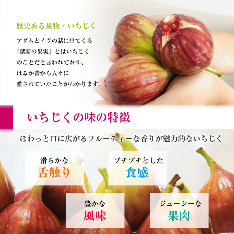 おすすめ 順次発送 完熟いちじく イチジク 約 600g 大玉 約300g X 2パック 無花果 化粧箱 専用箱 いちじく 贈答用 通販 残りわずか 在庫限り超価格 Www Iacymperu Org