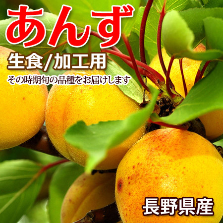 あんず 3キロ 生食/加工用 信州産 その時期旬の品種をお届けし