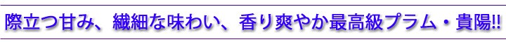 新品種、最高級プラム　貴陽です!!　大玉です。