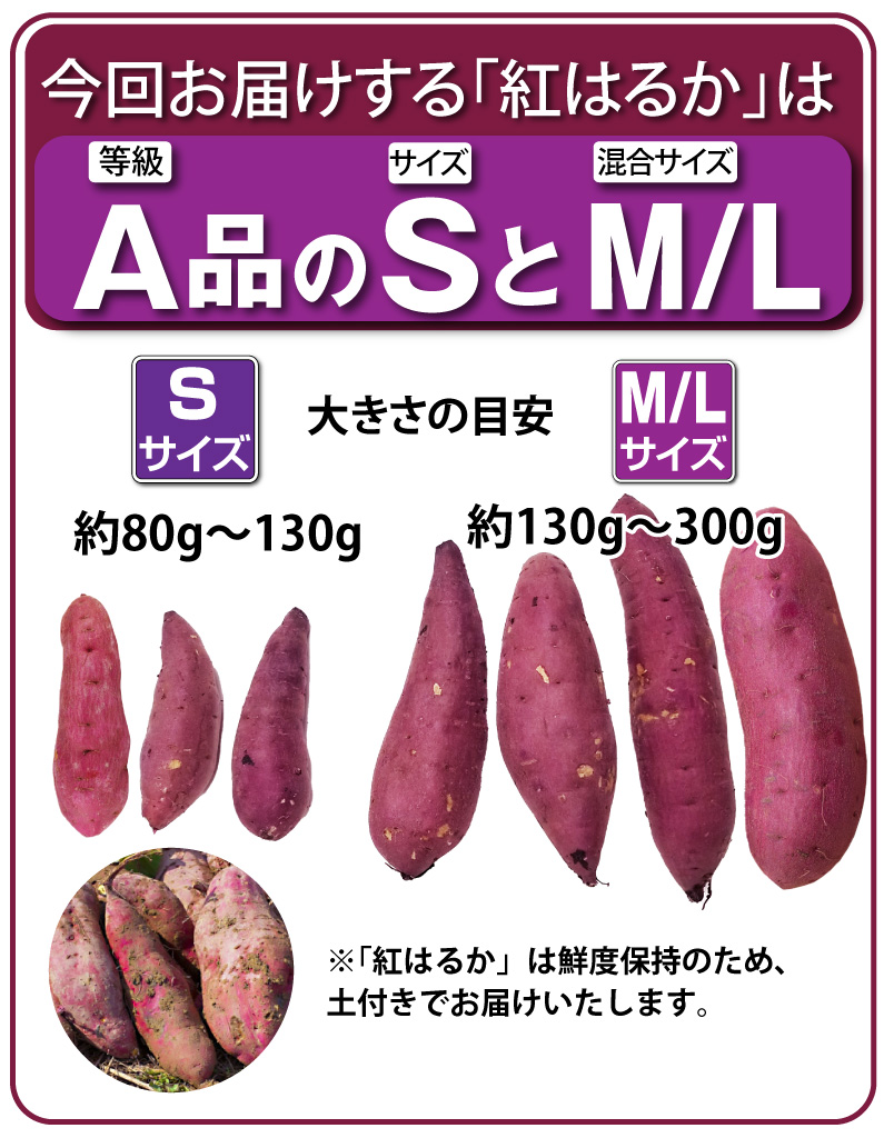 さつまいも 紅はるか A品 生芋M/Lサイズ混合 130g〜300ｇ土つき 鹿児島