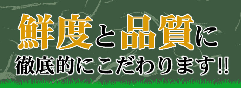 熊本馬刺し