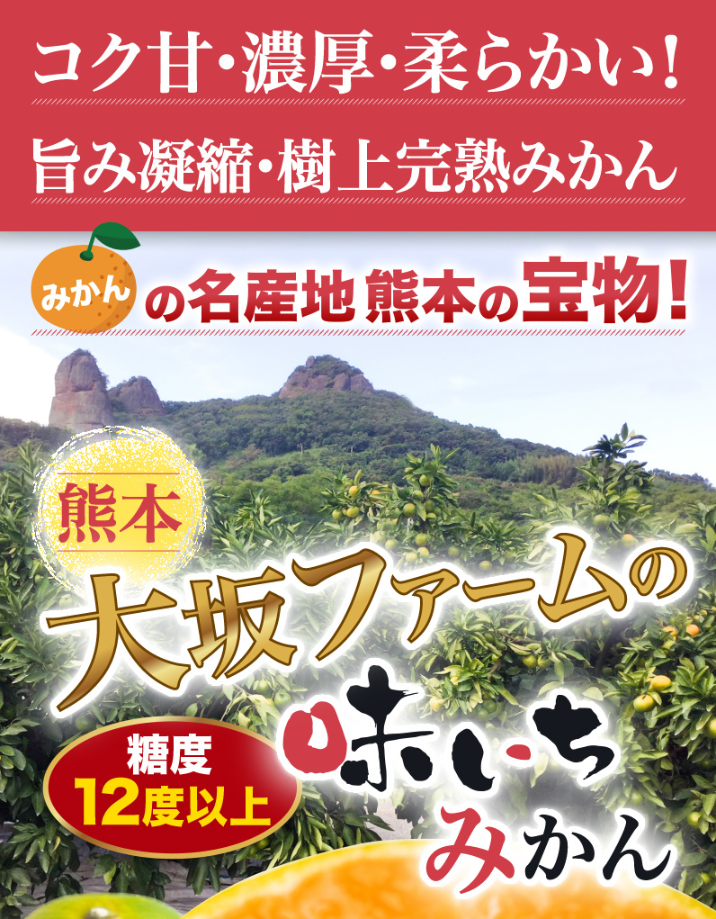 コク甘・濃厚・柔らかい！熊本大坂ファームの味いちみかん 糖度12度以上