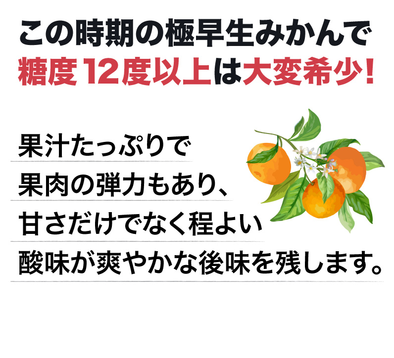 みかん 熊本県産 早期予約開始 極早生小蜜柑 秀品 2S〜3Sサイズ 3kg 味いちみかん 極早生温州みかん コク甘 濃厚 糖度12度以上 送料無料  S常