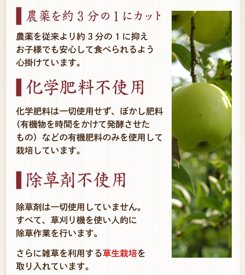 青りんご リンゴ ギフト 青林 青森 葉とらず 贈答用 3kg(8〜13玉) 送料無料 フルーツ お誕生日 内祝い プレゼント 秀品 産直 Y常  :hsrg03:くいしんぼうドットコム - 通販 - Yahoo!ショッピング