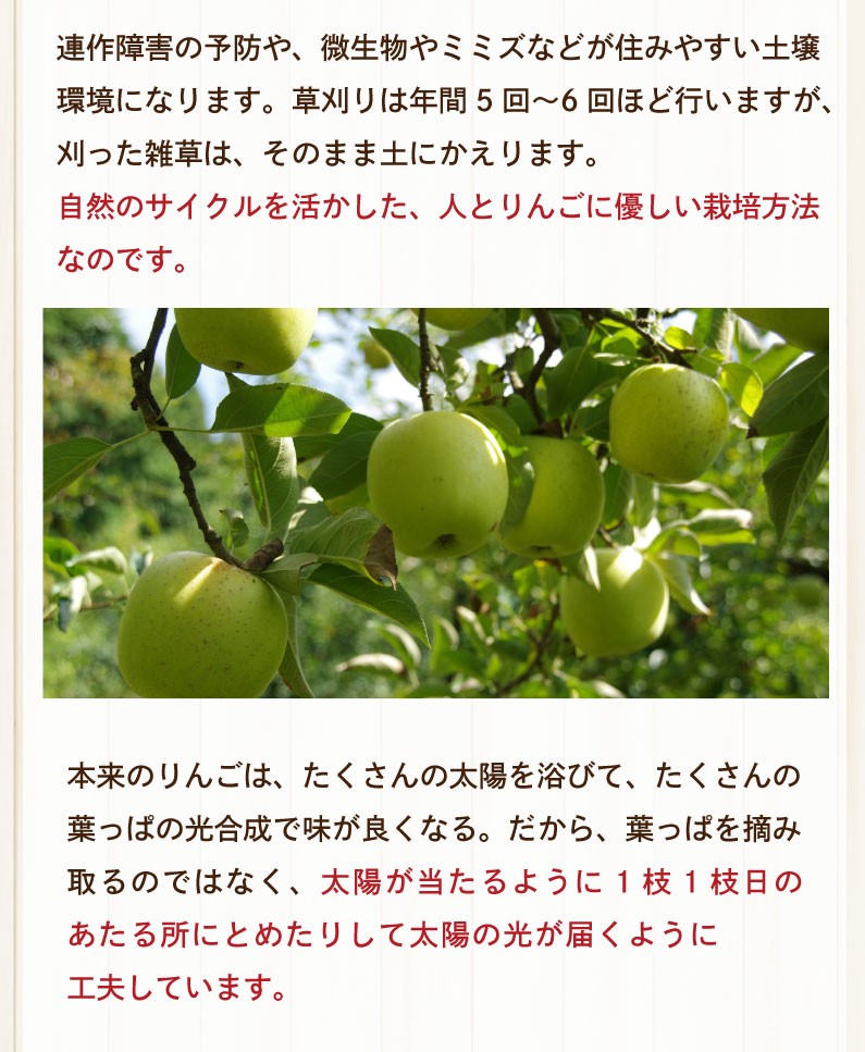 青りんご リンゴ ギフト 青林 青森 葉とらず 贈答用 3kg(8〜13玉) 送料無料 フルーツ お誕生日 内祝い プレゼント 秀品 産直 Y常  :hsrg03:くいしんぼうドットコム - 通販 - Yahoo!ショッピング