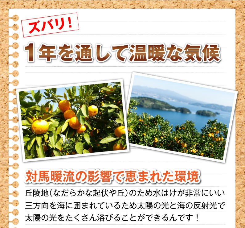 ポイント5倍 みかん 伊木力 長崎 早生 温州ミカン 秀品 小玉 S ポイント5倍 みかん 伊木力 長崎 早生 温州ミカン 秀品 小玉 S
