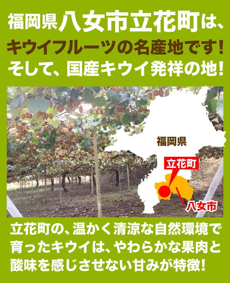 福岡県八女市立花町はキウイフルーツの名産地！