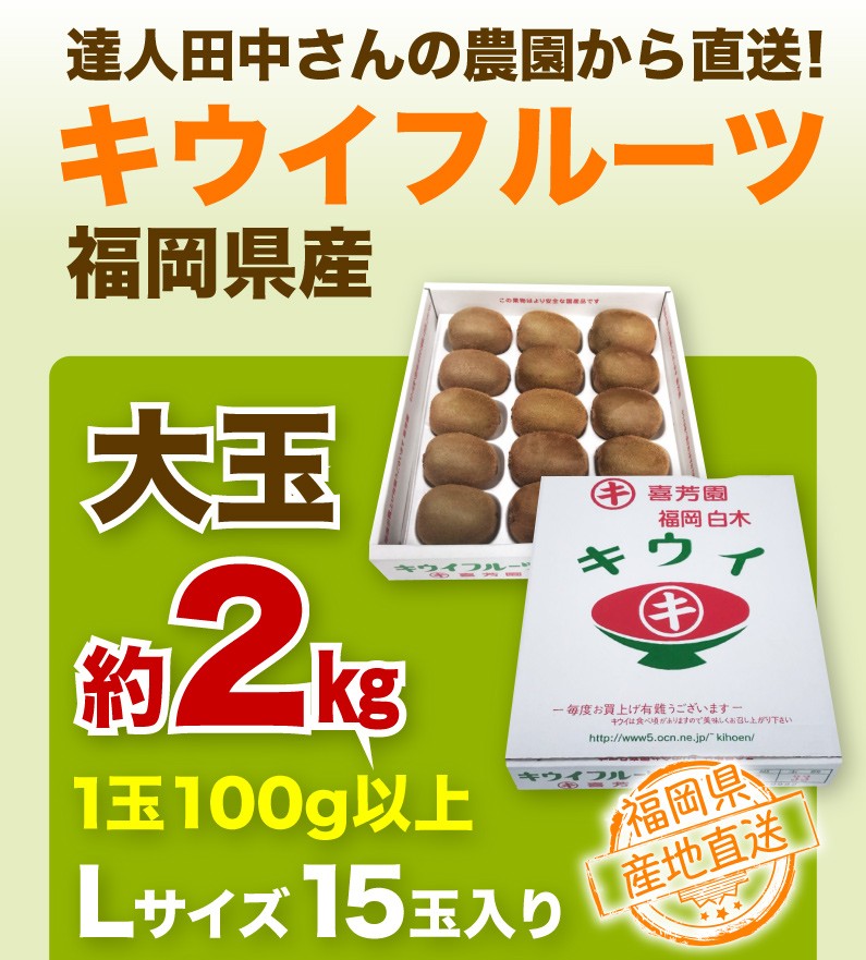 キウイフルーツ 福岡県産 大玉 約2kg 1玉100g以上 Lサイズ15玉入り