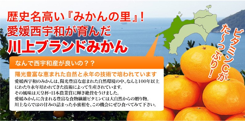 歴史名高い『みかんの里』愛媛西宇和が育んだみかんのトップブランド