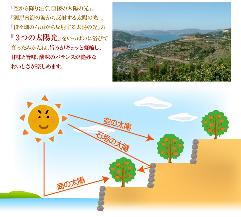 甘味と旨味、酸味のバランスが絶妙なおいしさ