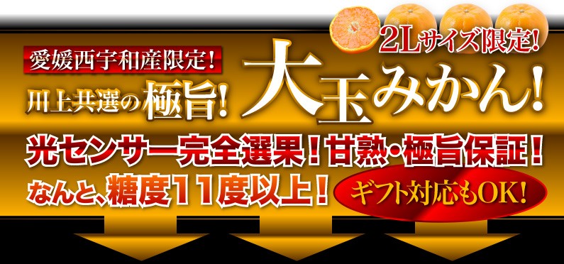 今なら！早得ポイント5倍！！ギフト対応もOK！