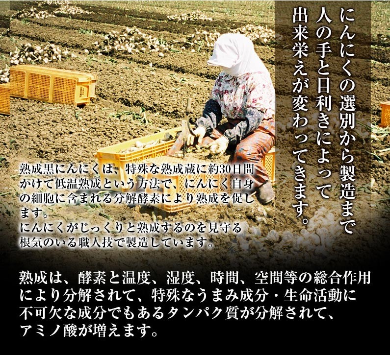 にんにくの選別から製造まで〜〜アミノ酸が増えます。