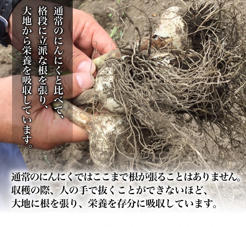 栄養を存分に吸収しています。