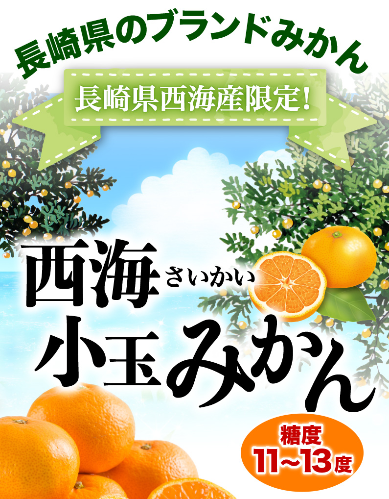 長崎県のブランドみかん 長崎県西海産限定！西海小玉みかん糖度11〜13度