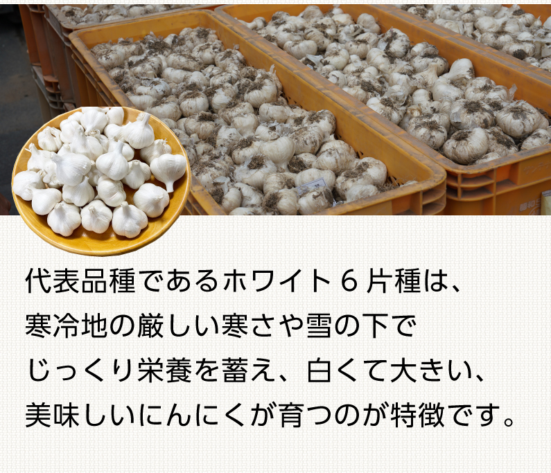 青森 にんにく10kg Mサイズ 約200玉 福地ホワイト6片 国産 ニンニク 新