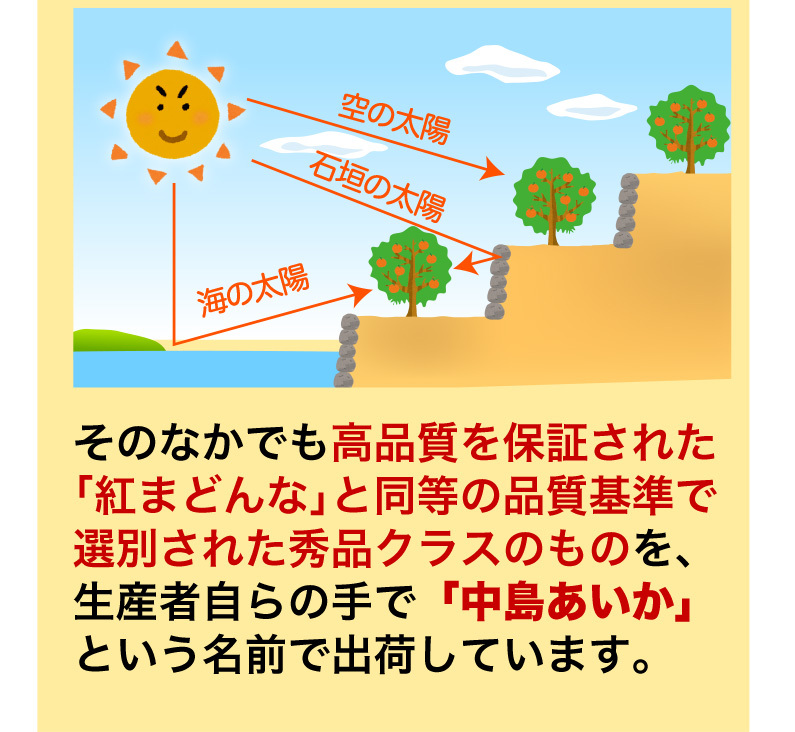 「紅まどんな」と同等品質の秀品クラス