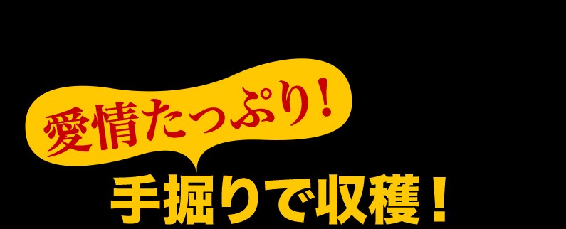 愛情たっぷり！手掘りで収穫！