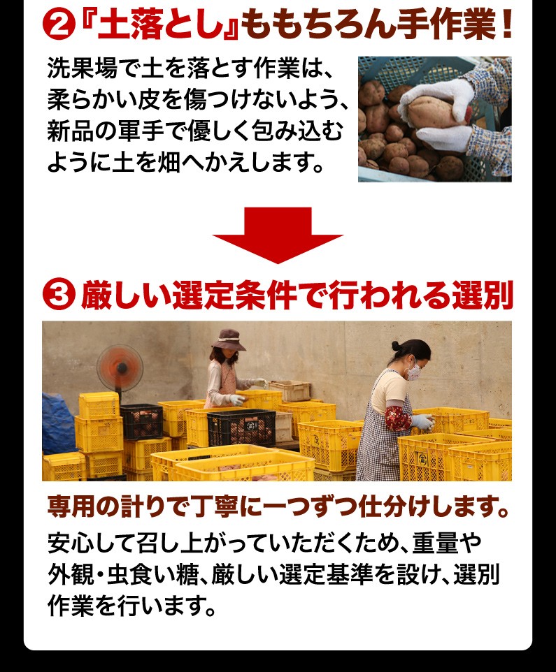 2土落としももちろん手作業！3厳しい選定条件で行われる選別