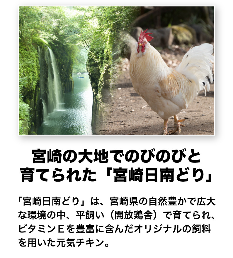 宮崎の大地でのびのびと育てられた「宮崎日南どり」