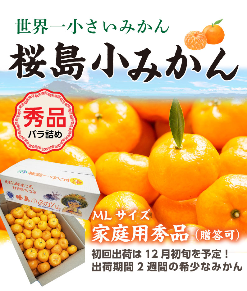 ポイント5倍 お歳暮 ギフト 桜島 小みかん 赤秀 家庭用 4kg 送料無料 