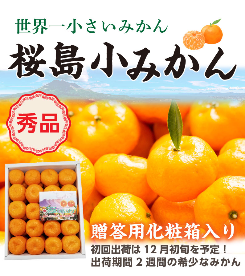 ポイント5倍 お歳暮 ギフト 桜島 小みかん 赤秀 家庭用 4kg 送料無料 