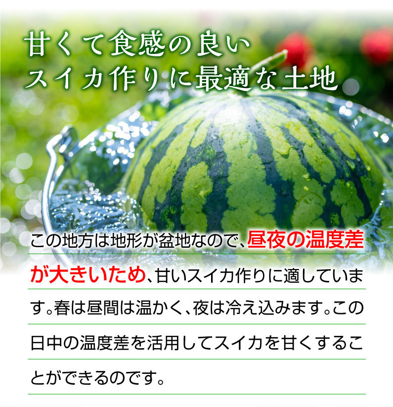 お中元 ギフト 黒小玉スイカ ひとりじめボンボン 秀品 １玉 熊本県産 送料無料 小玉 すいか フルーツ 果物 甘い フルーツの里 産地直送 S常