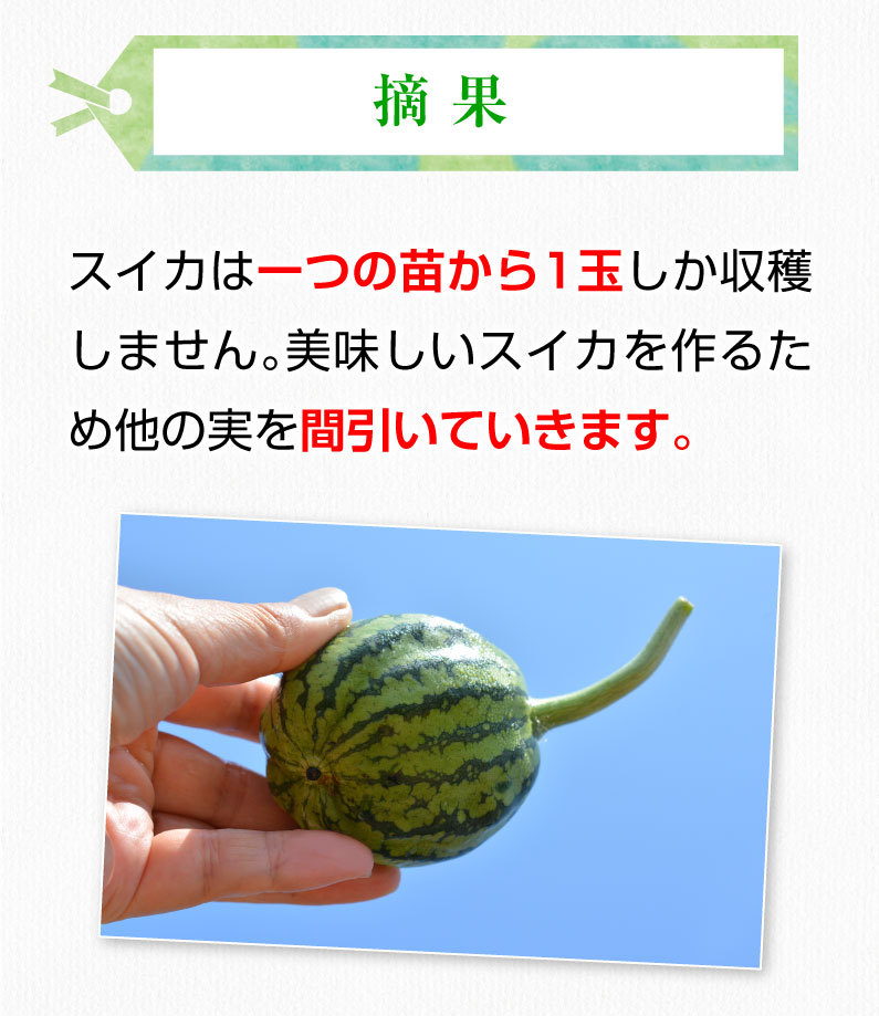 お中元 ギフト 黒小玉スイカ ひとりじめボンボン 秀品 ２玉 熊本県産 植木スイカ 送料無料 小玉 すいか フルーツ 果物 甘い フルーツの里  産地直送 贈答用 S常 :hbon02:くいしんぼうドットコム - 通販 - Yahoo!ショッピング