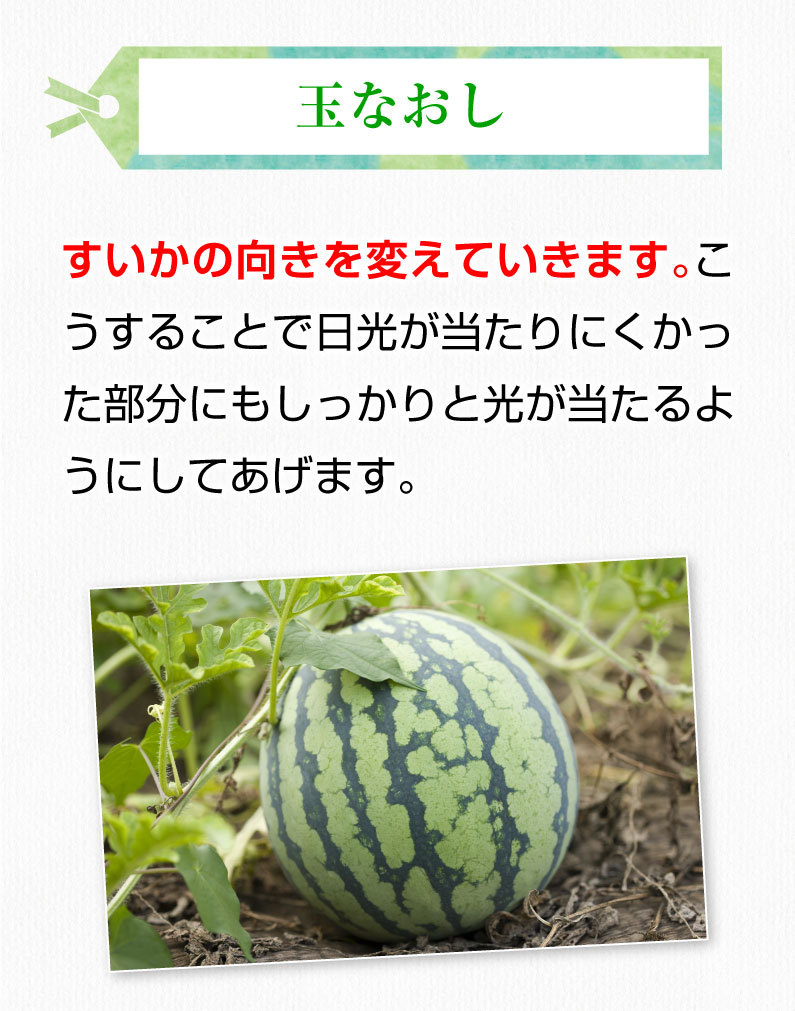 お中元 ギフト 黒小玉スイカ ひとりじめボンボン 秀品 ２玉 熊本県産 植木スイカ 送料無料 小玉 すいか フルーツ 果物 甘い フルーツの里  産地直送 贈答用 S常 :hbon02:くいしんぼうドットコム - 通販 - Yahoo!ショッピング