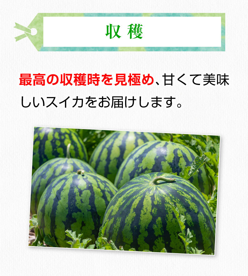 ギフト 黒小玉スイカ ひとりじめボンボン 秀品 １玉 熊本県産 送料無料