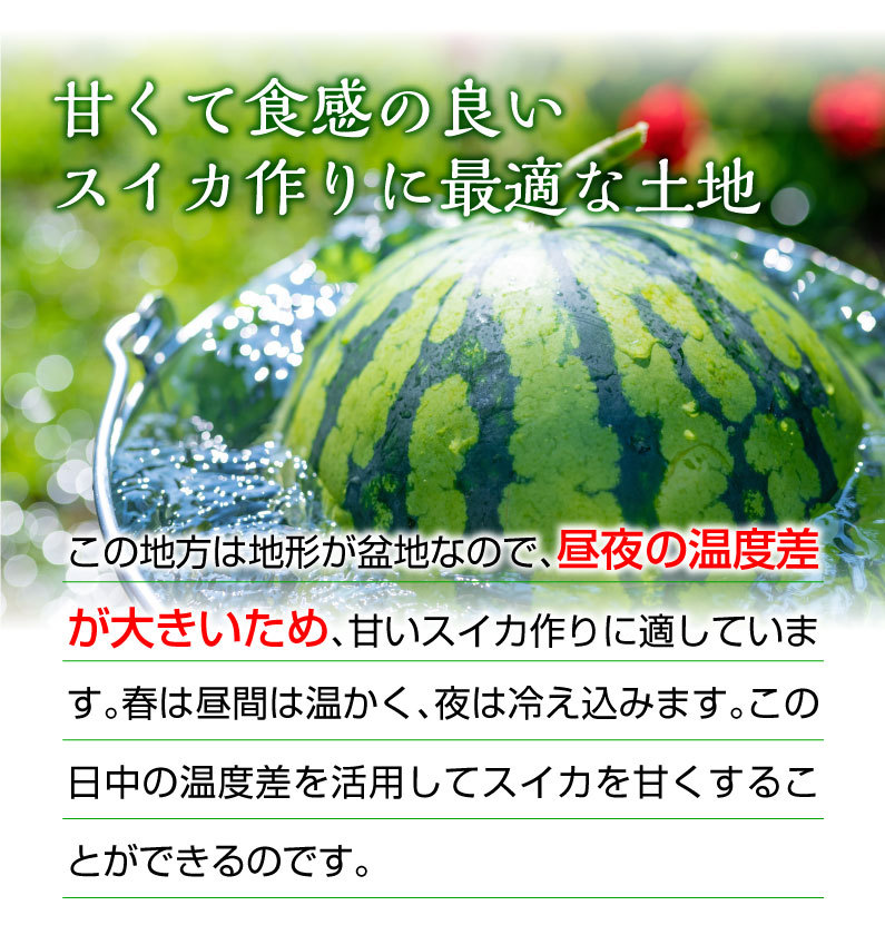 ポイント5倍 父の日 ギフト スイカ 肥後漫遊 秀品 L/１玉 熊本県産