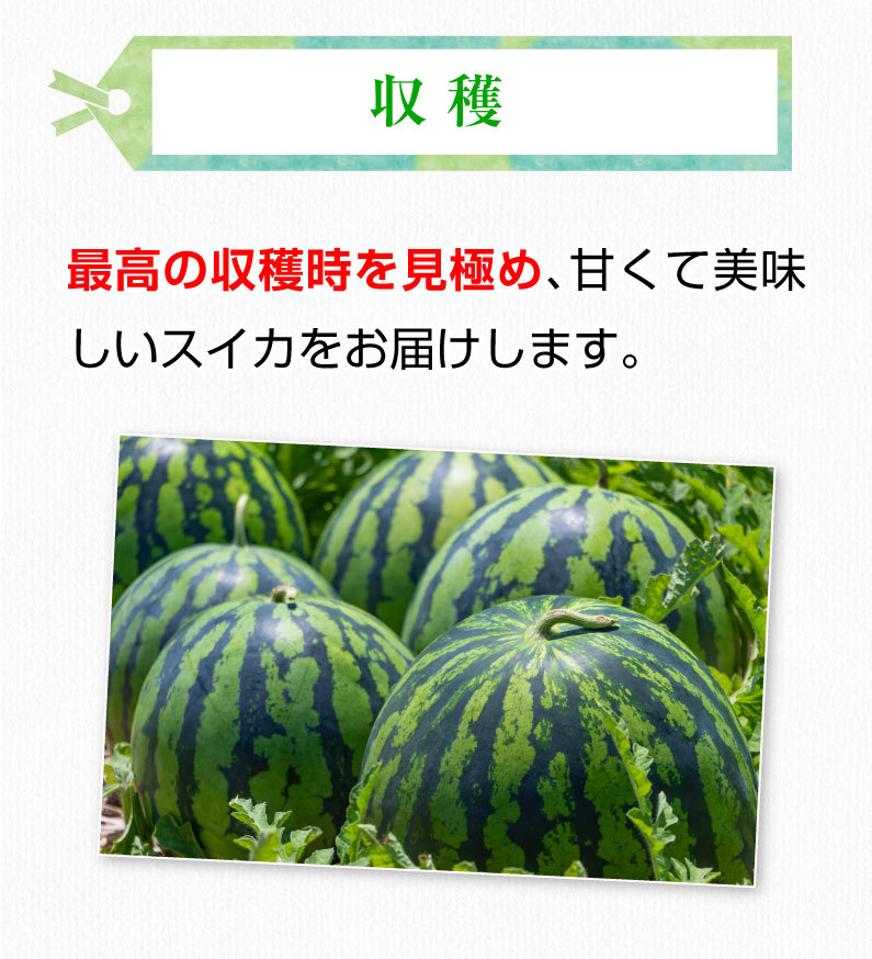 ポイント5倍 父の日 ギフト スイカ 肥後漫遊 秀品 L/１玉 熊本県産