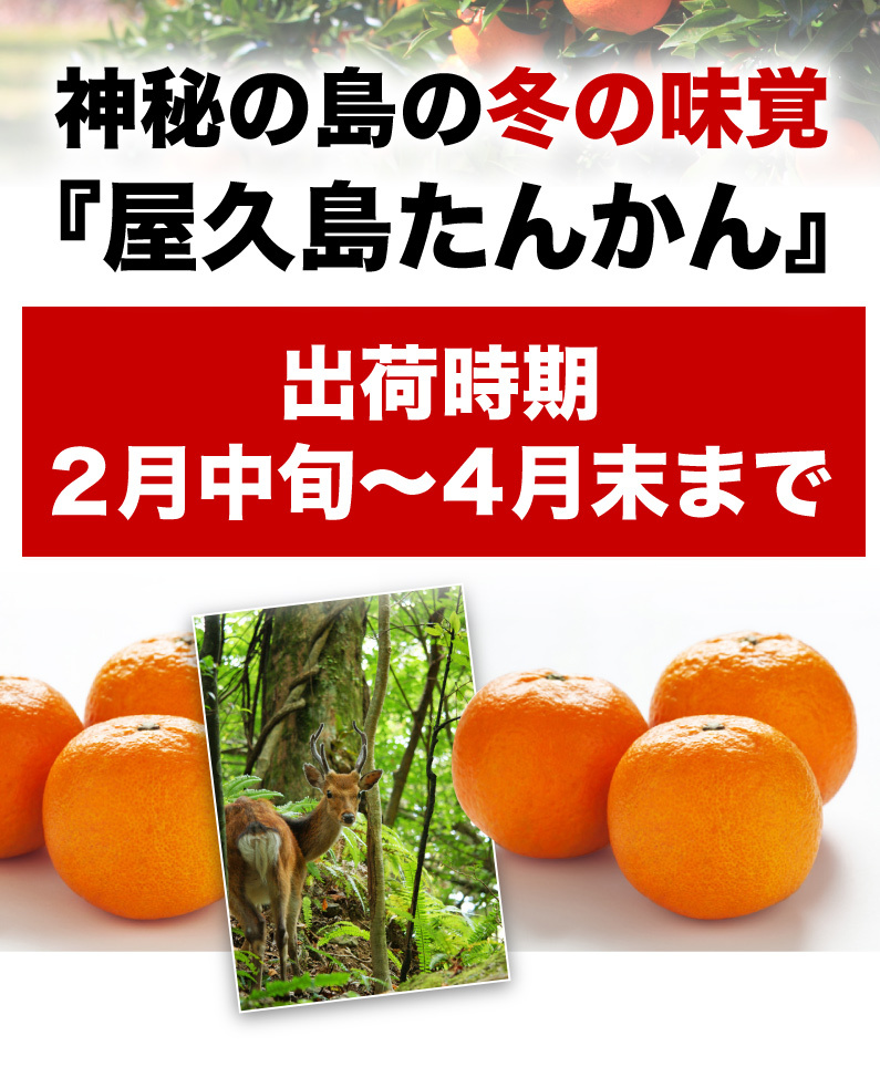 神秘の島の冬の味覚「屋久島たんかん」