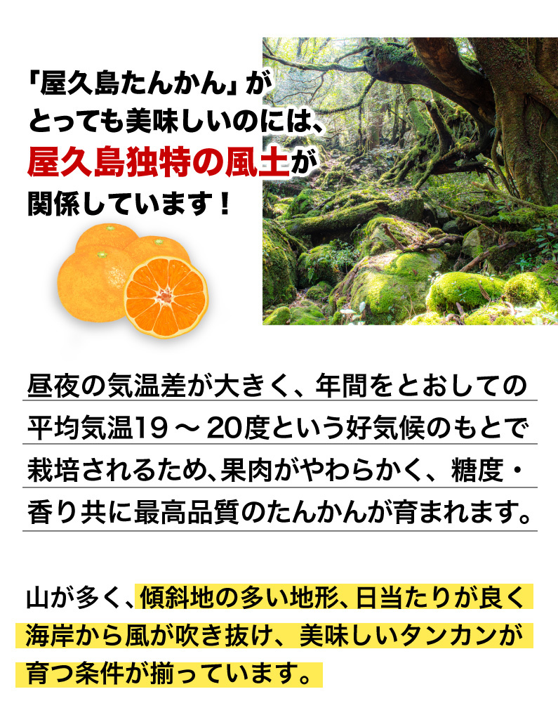 たんかん 柑橘 屋久島 優品 5kg サイズLまたは2L(約30玉〜36玉)ご家庭用 糖度平均11〜13度 産地直送 極旨 冬の味覚 フルーツ 果物  送料無料 Y常