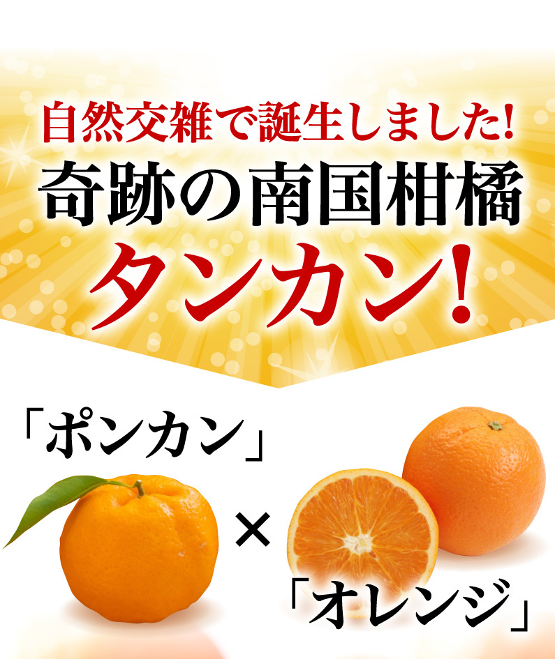 自然交雑で誕生しました！奇跡の南国柑橘タンカン！