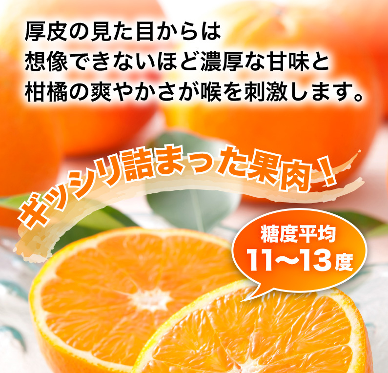 ギッシリ詰まった果肉！糖度平均11〜13度