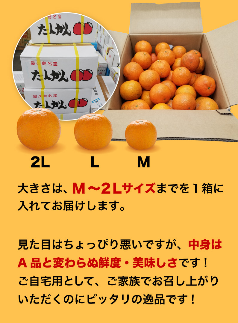 予約商品 たんかん 柑橘 訳あり屋久島たんかん 10kg M〜2L(約30