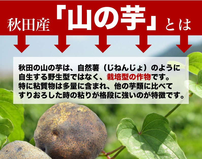 秋田県産「山の芋」とは