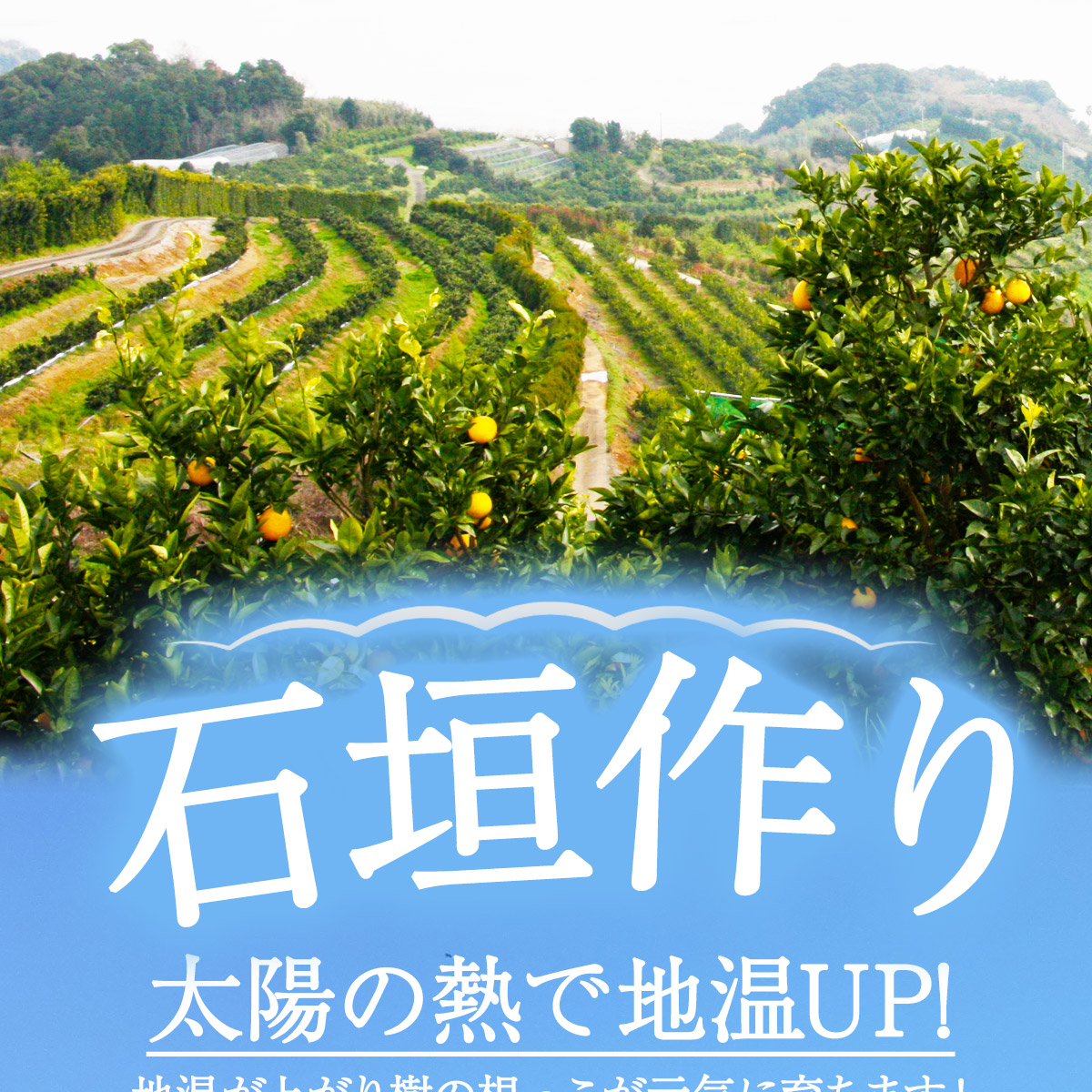 “極早生みかん商品画像"