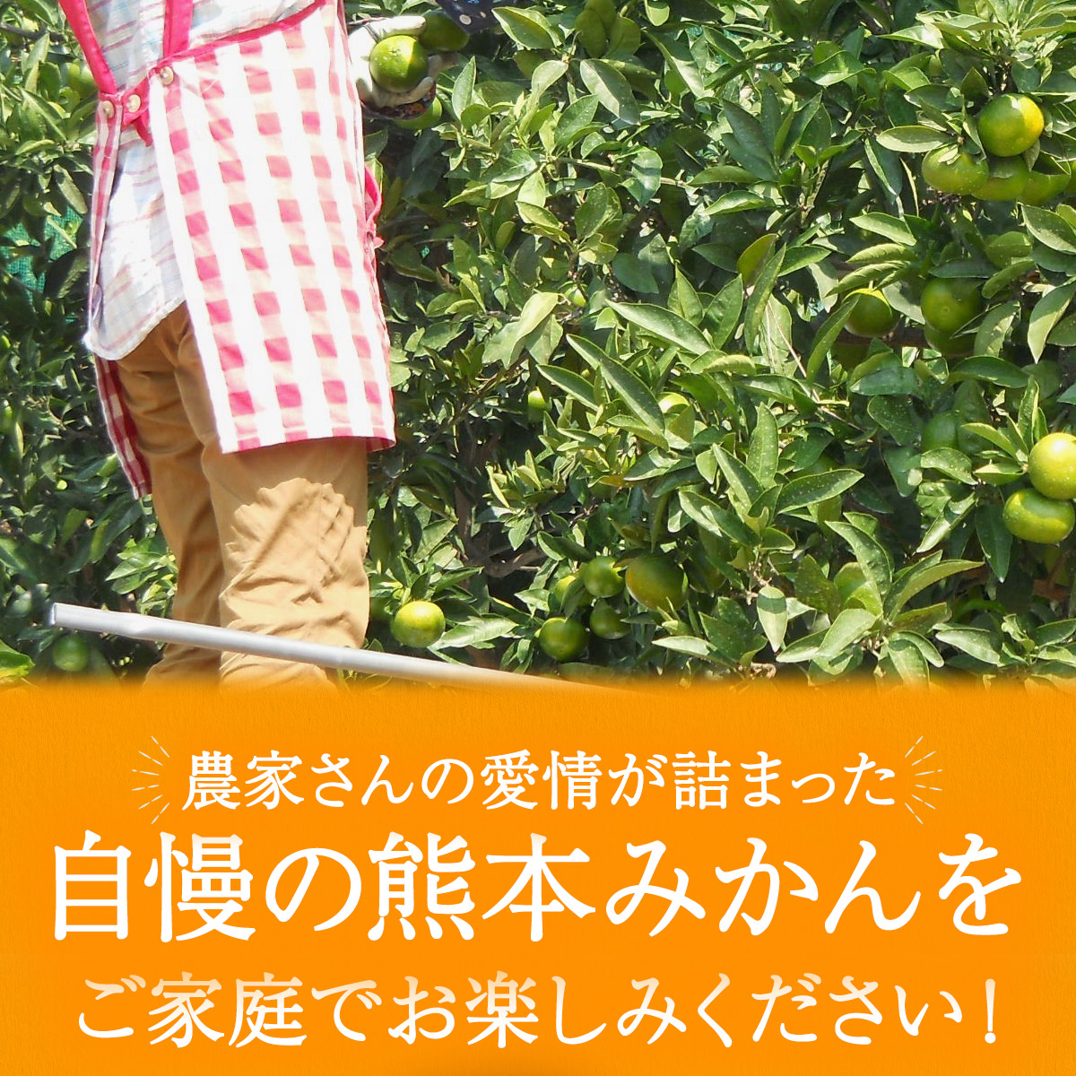 “極早生みかん商品画像"