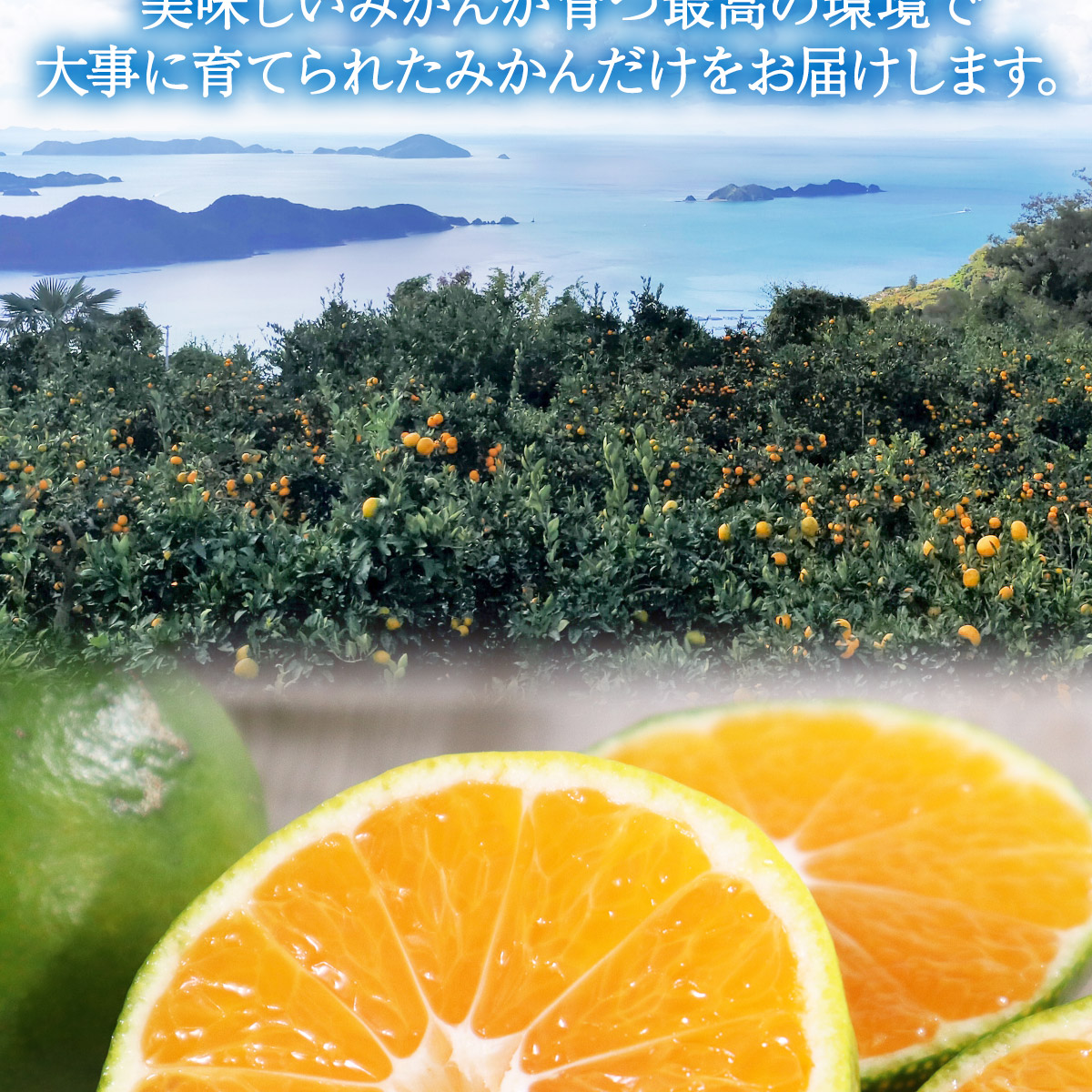 “極早生みかん商品画像"
