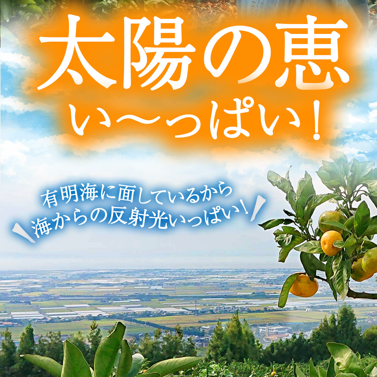 “極早生みかん商品画像"