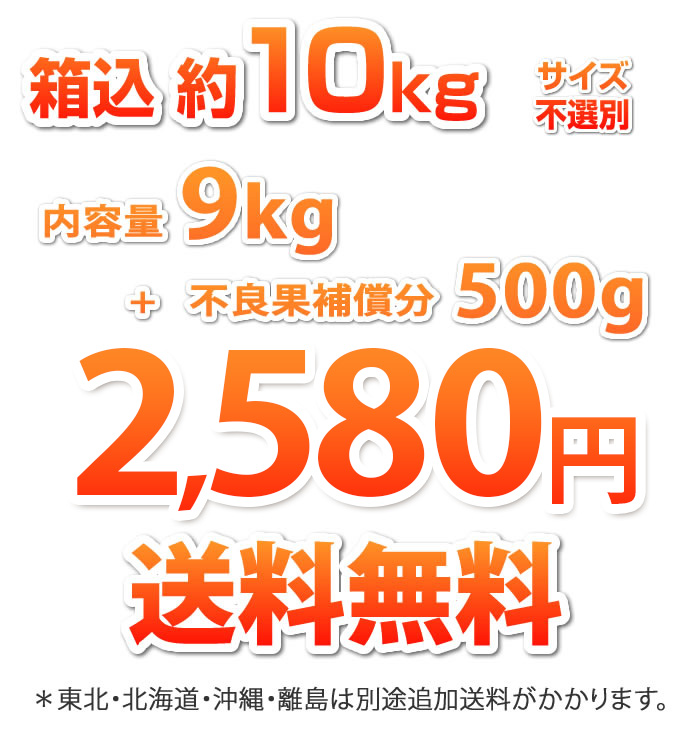 1.5kg999円送料無料