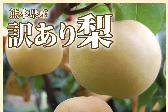 熊本県産訳あり梨