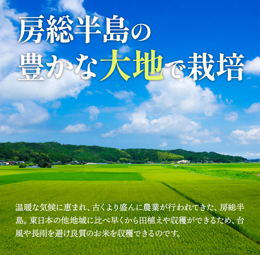 千葉県産コシヒカリ 令和6年産10kg（5kg×2） 白米 送料無料 コメ お米
