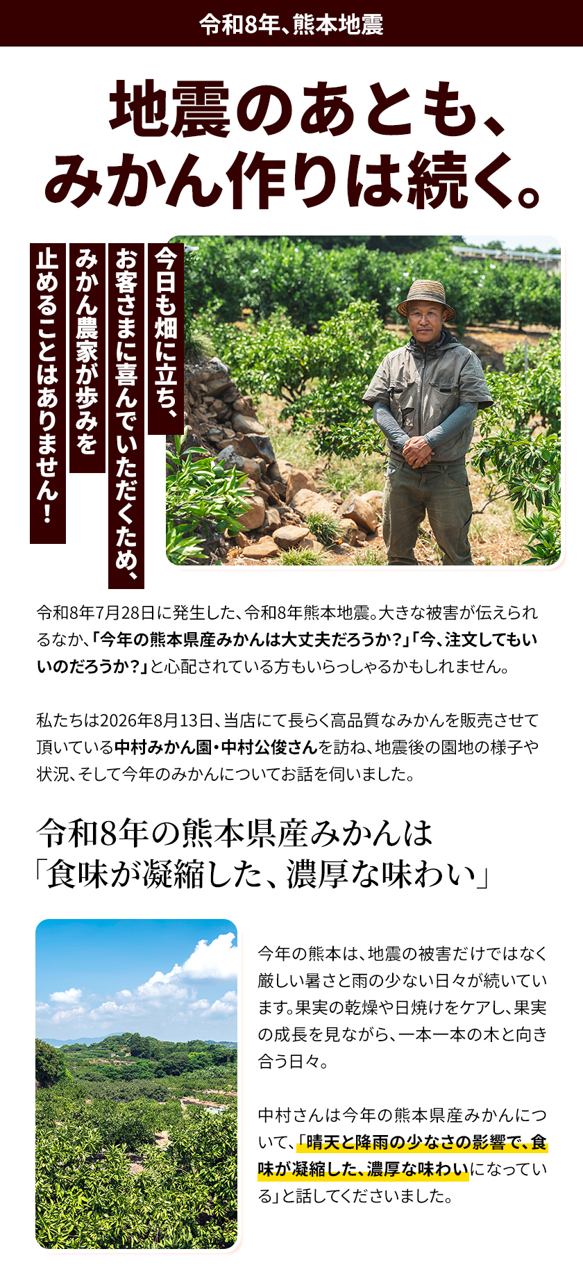 大容量8kg 小玉 みかん 送料無料 訳あり 小粒 箱込8kg 熊本 極早生