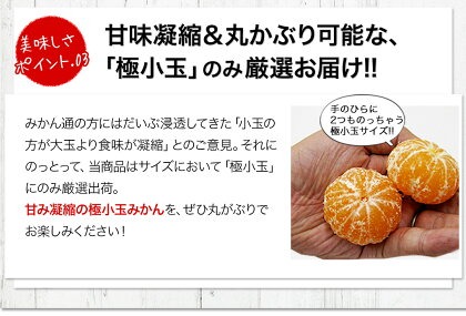 星タンゴール10キロ　小玉 みかん 小玉のおすすめ人気商品一覧 通販 - Yahoo!ショッピング