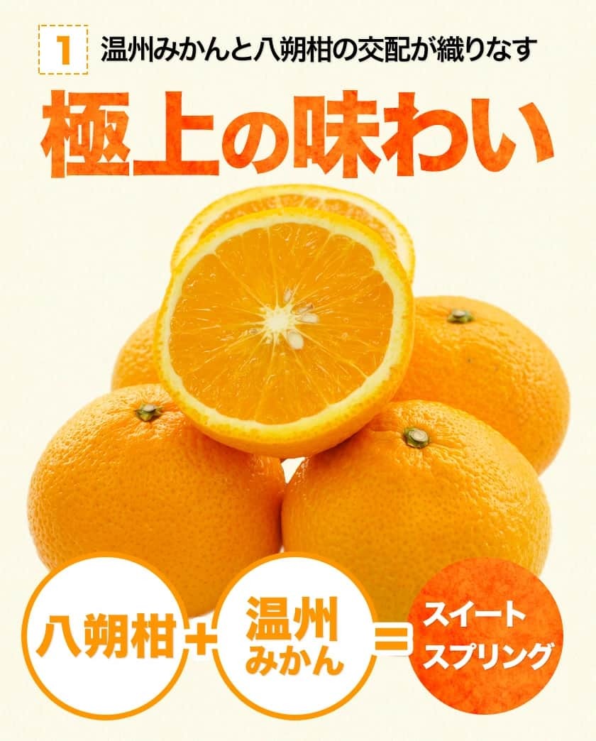 スイートスプリング 1.5kg 訳あり 熊本県産 送料無料 旬 の みかん (3L