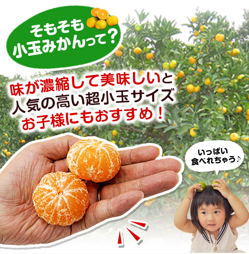 大容量8kg 小玉 みかん 送料無料 訳あり 小粒 箱込8kg 熊本 極早生